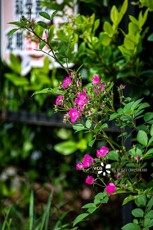 暮春季节初夏时分盛开的蔷薇花图片素材