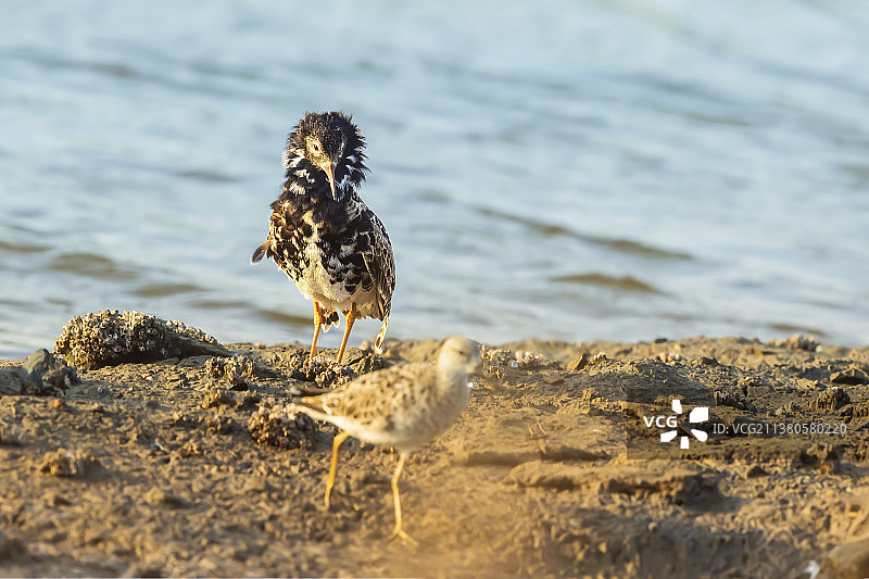 流苏鹬图片素材