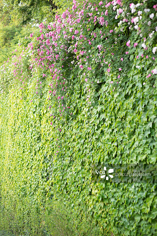 城市花园绿植墙体图片素材