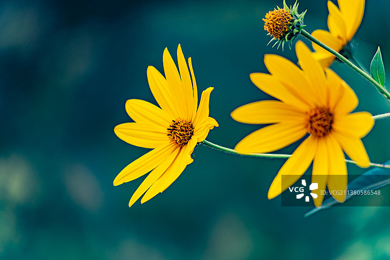 夏天北京山地野生菊芋开花图片素材
