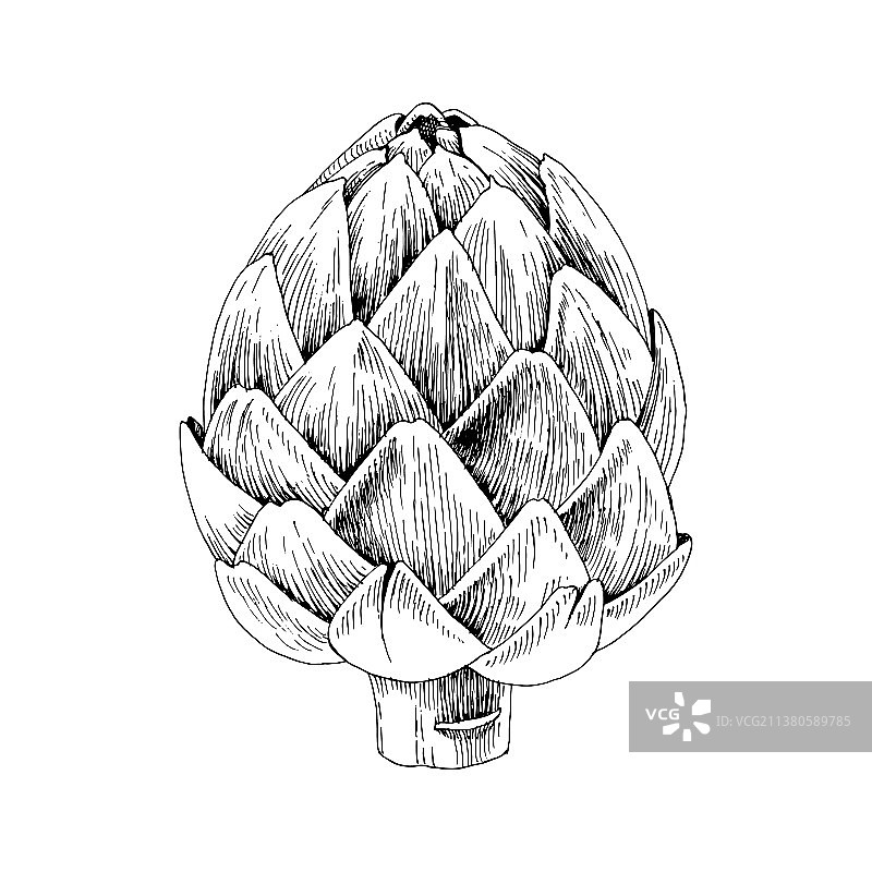 手绘朝鲜蓟图片素材