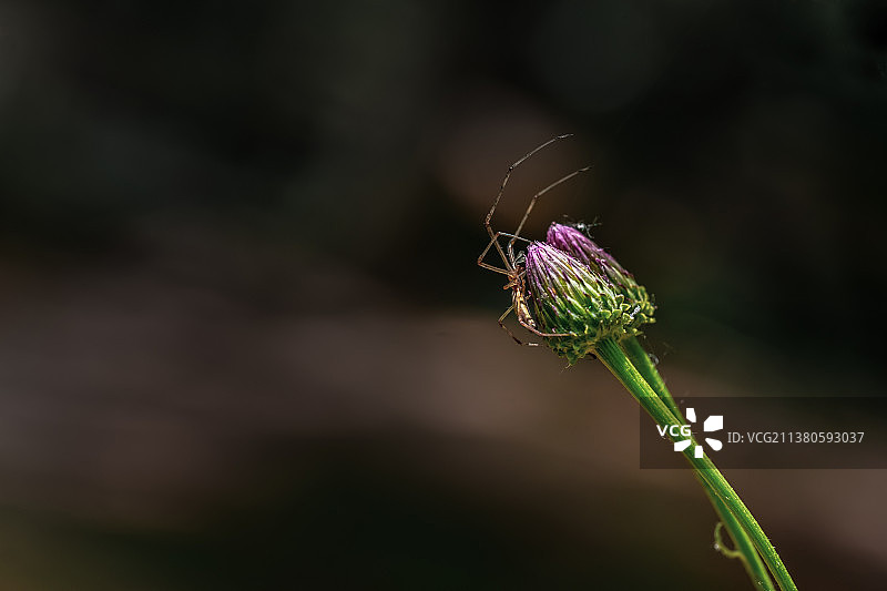 花头上的蜘蛛图片素材