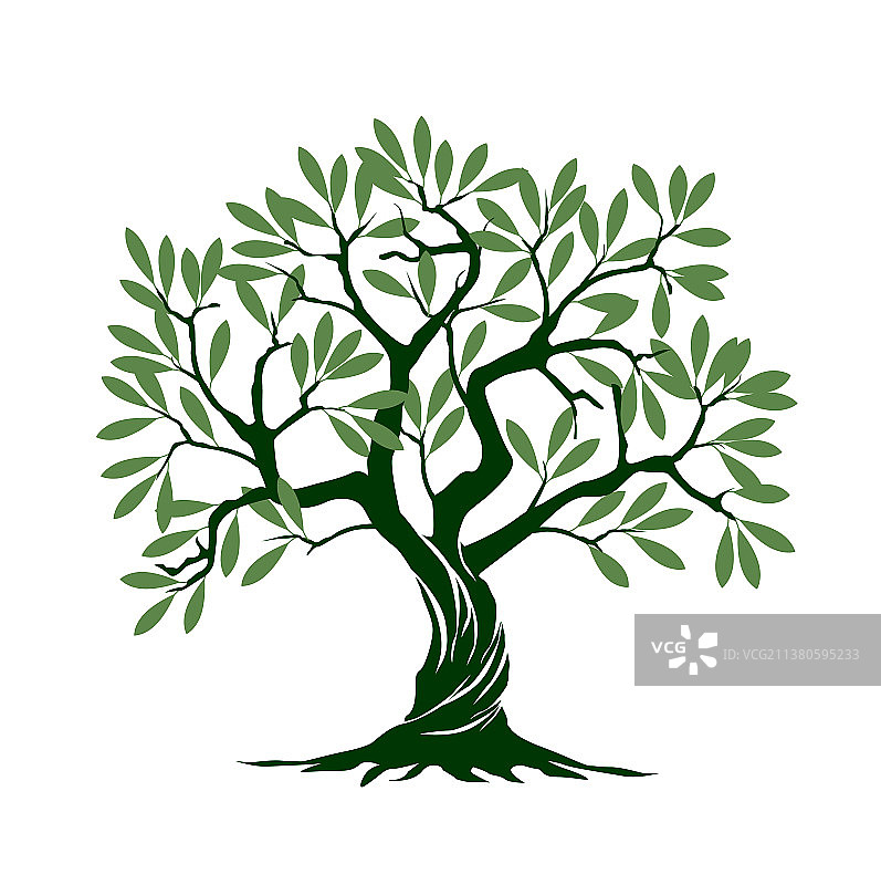 白色背景上的绿橄榄树图片素材