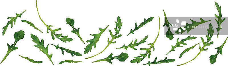 白色背景上分离的美丽新鲜芝麻菜图片素材