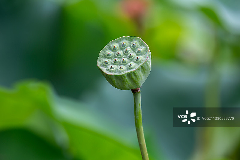 一只莲蓬特写图片素材