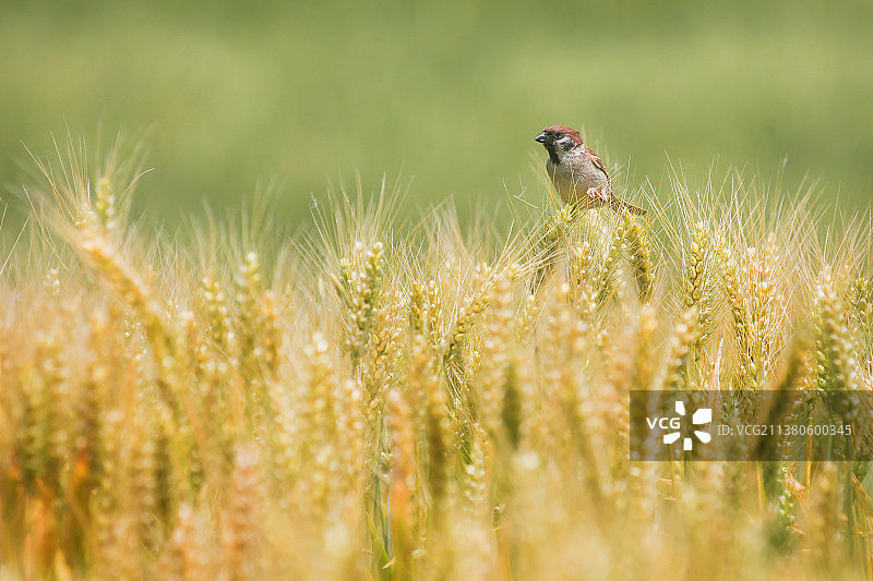 丰收在望图片素材