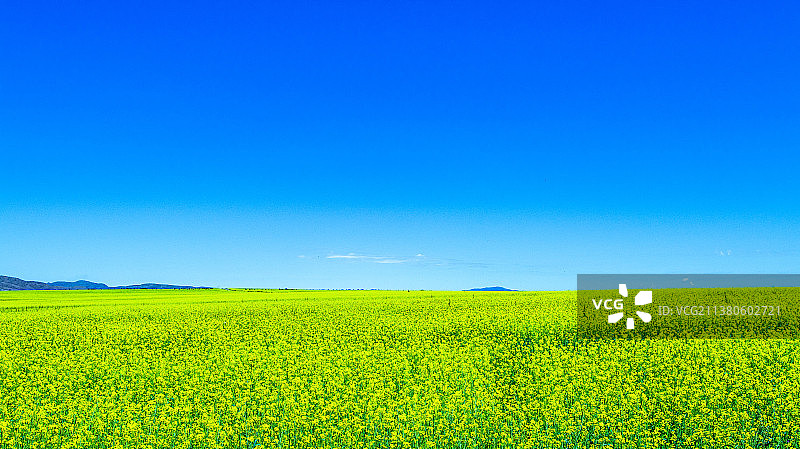 168团万亩油菜花图片素材