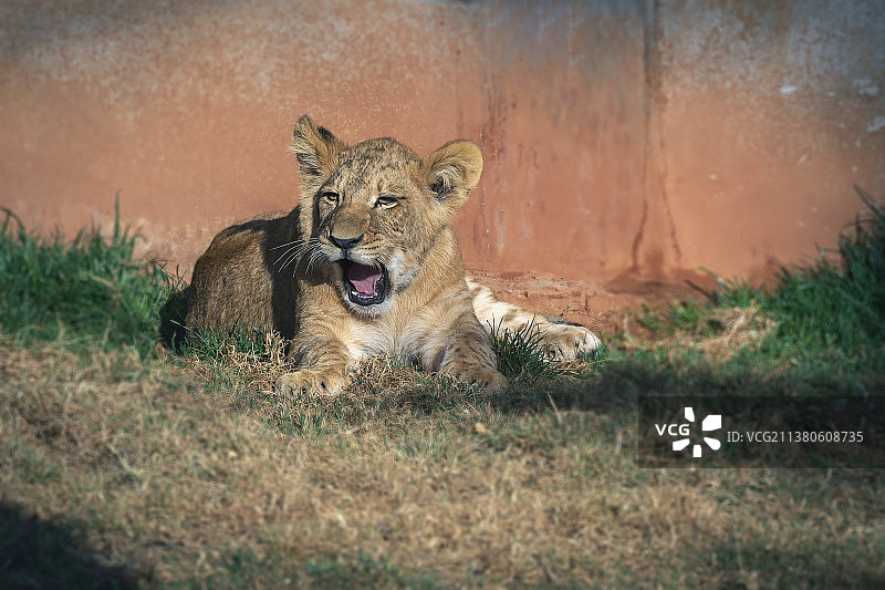 慵懒的小狮子图片素材