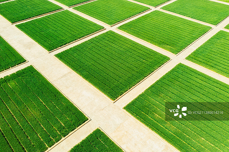河南郑州中牟《只有河南·戏剧幻城》剧场小麦田地春季航拍图片素材