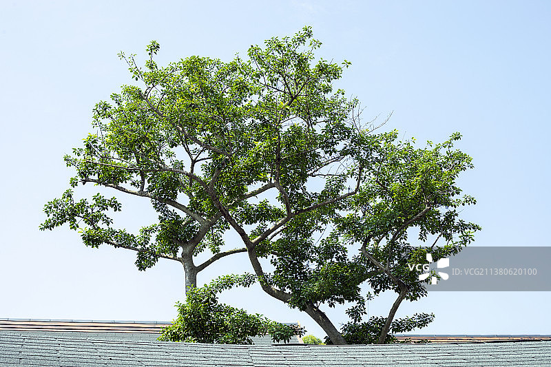 一棵大树图片素材