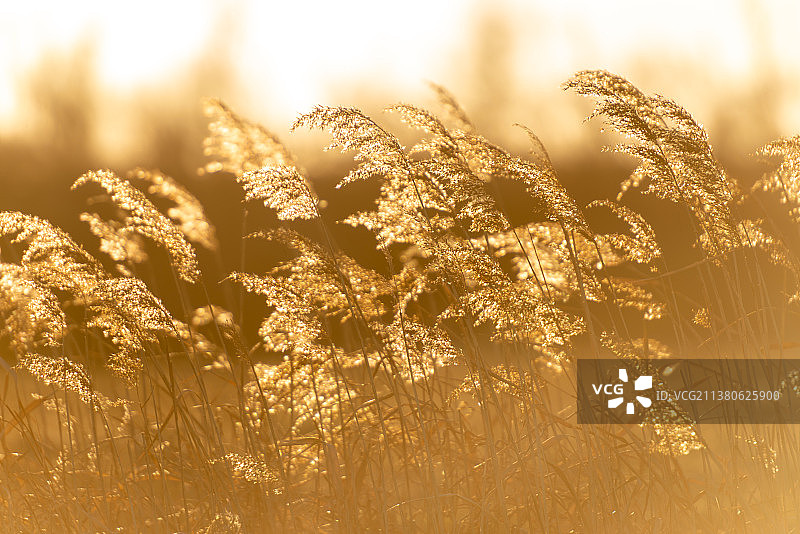 流金岁月图片素材