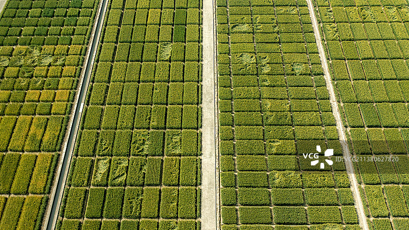 俯瞰高标准农田，拍摄于江苏省里下河农科所图片素材