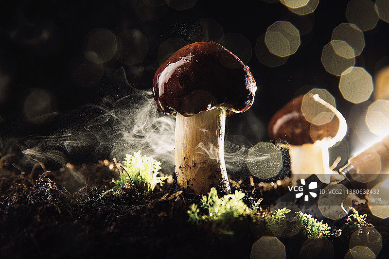 蔬菜创意艺术肖像静物：蘑菇——松茸菇图片素材