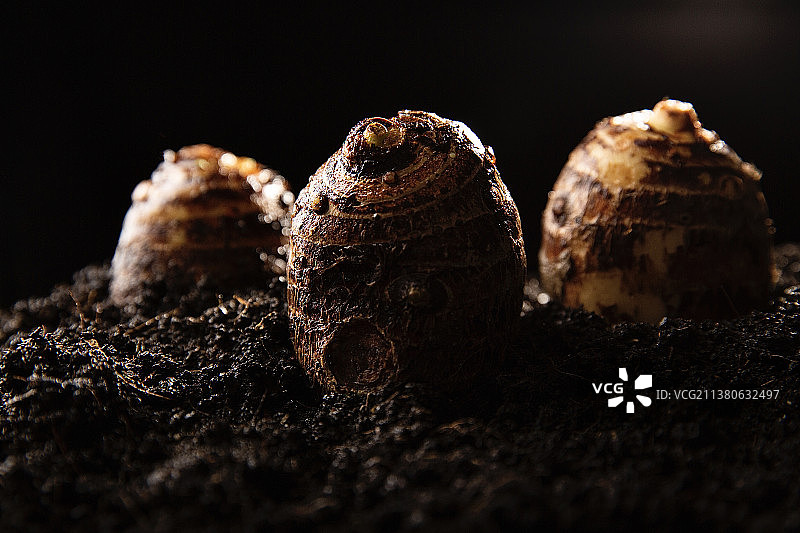 蔬菜创意艺术肖像静物：芋头图片素材