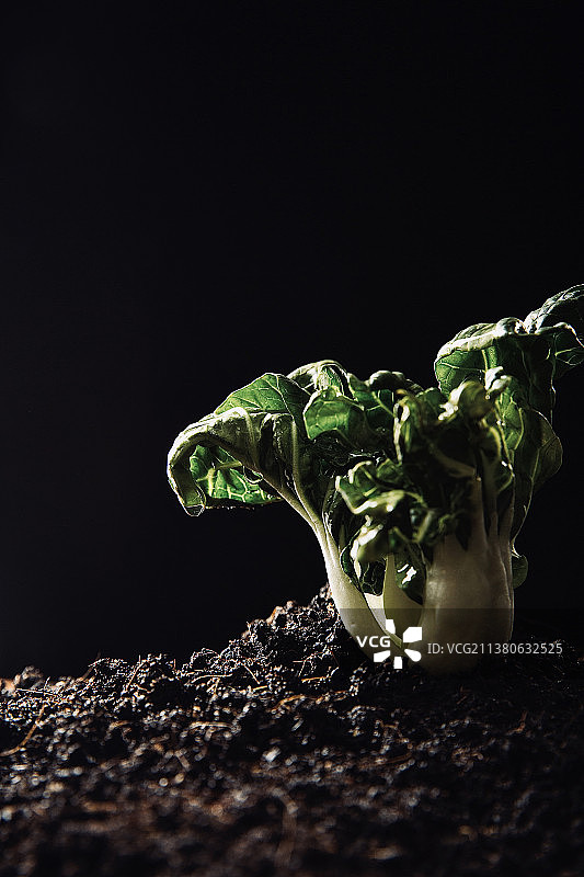 蔬菜创意艺术肖像静物：奶白菜图片素材