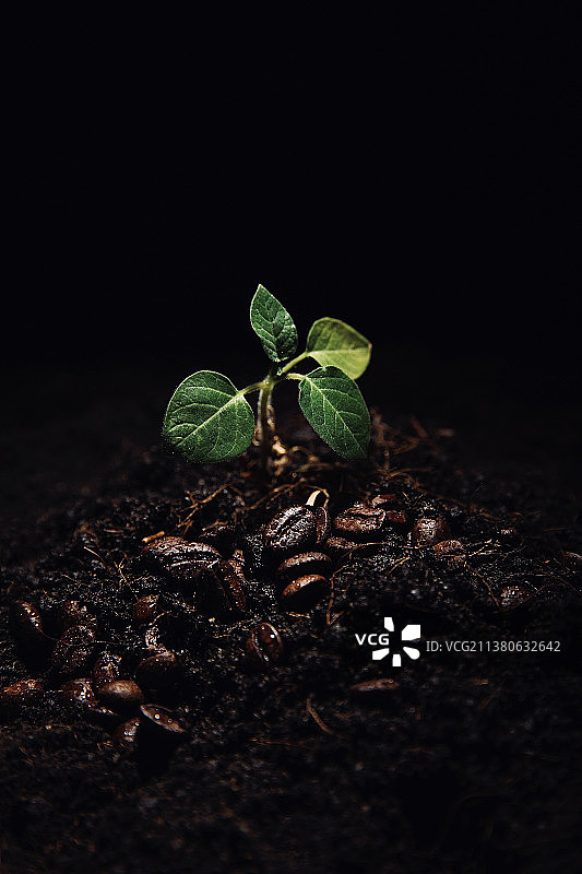 创意艺术静物：土壤中的幼苗和咖啡豆图片素材