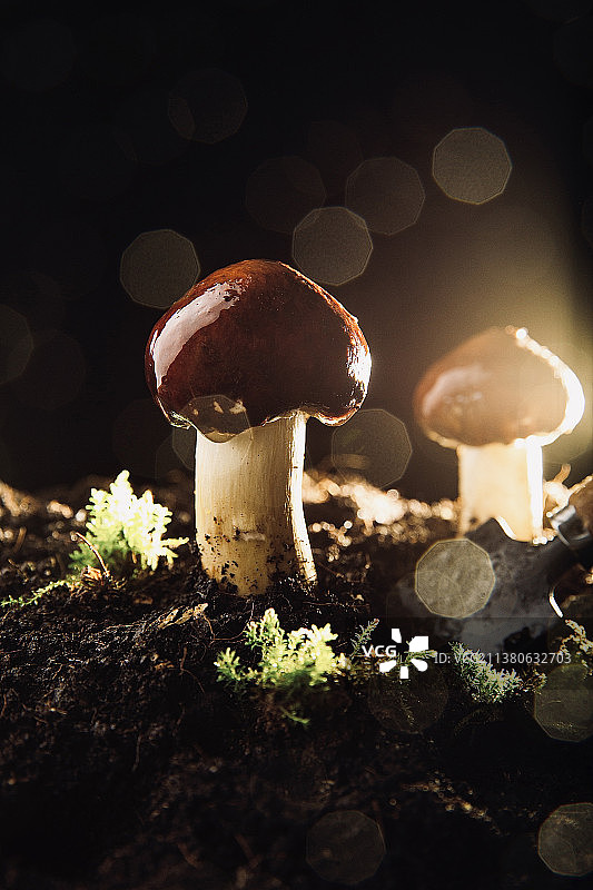 创意蔬菜艺术肖像静物：蘑菇——松茸菇图片素材