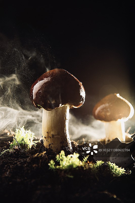 创意蔬菜艺术肖像静物：蘑菇——松茸菇图片素材