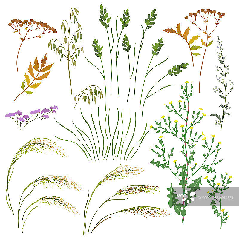 野生草本植物和谷物套装图片素材