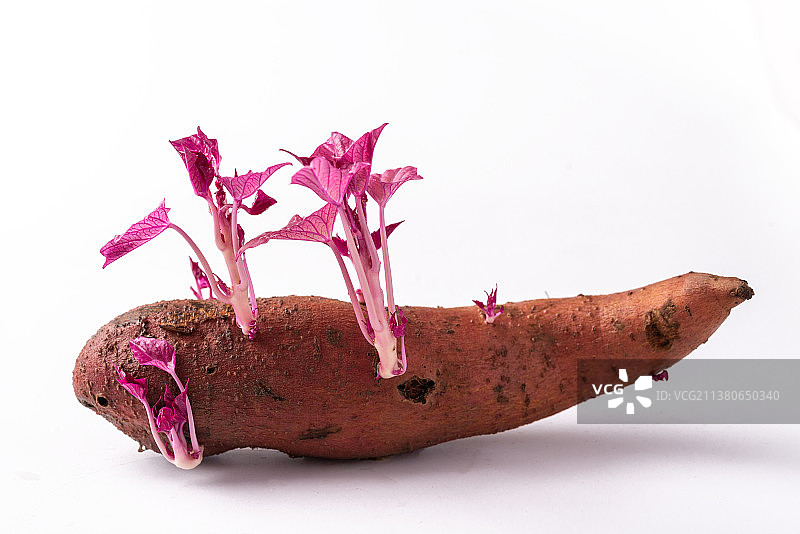 静物棚拍白底上发芽长苗的地瓜图片素材