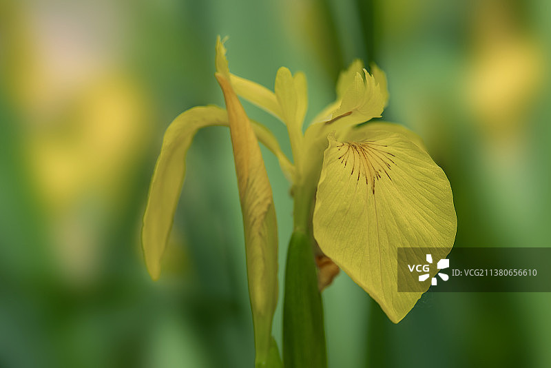 黄菖蒲 拍摄于济南佛慧山公园图片素材