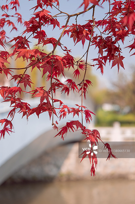 霜叶红于二月花图片素材