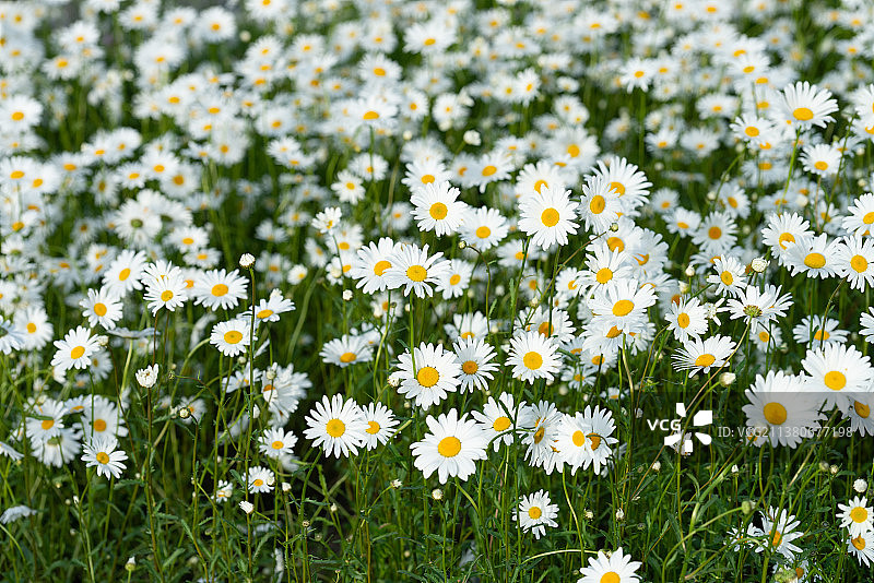 甘菊图片素材