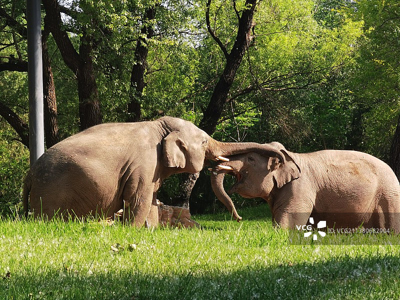 北京野生动物园|清晨打闹的大象图片素材