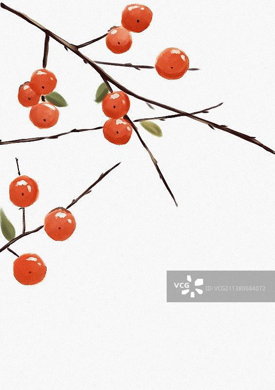 一张枝头挂满柿子的水彩画图片素材
