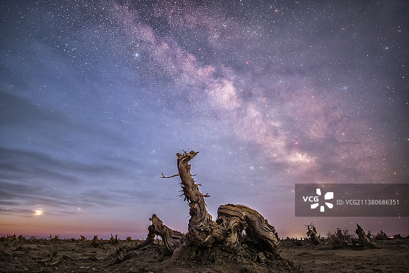新疆哈密伊吾万年胡杨根雕银河图片素材