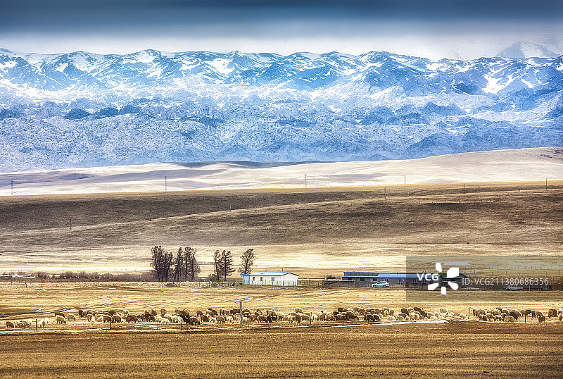 天山脚下牛羊成群图片素材