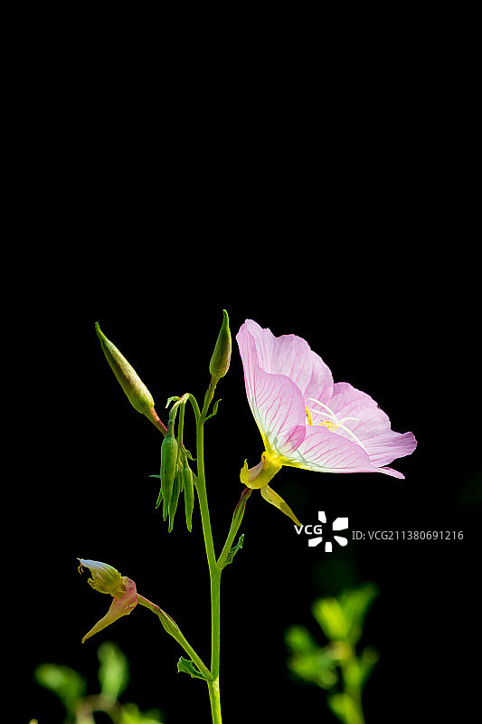 一组黑色背景的月见草特写图片素材