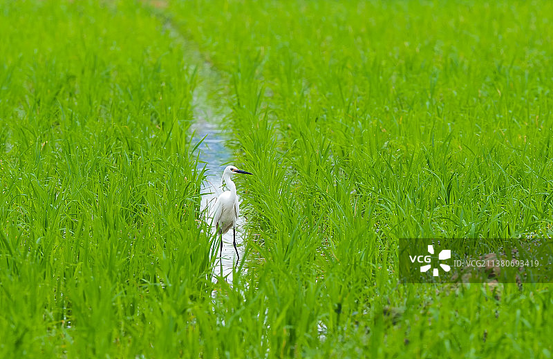 稻田里的精灵图片素材