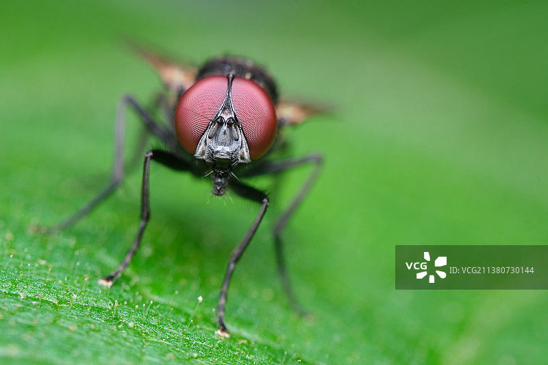 苍蝇复眼图片素材