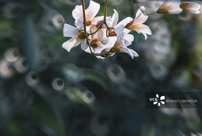 光影桐花图片素材