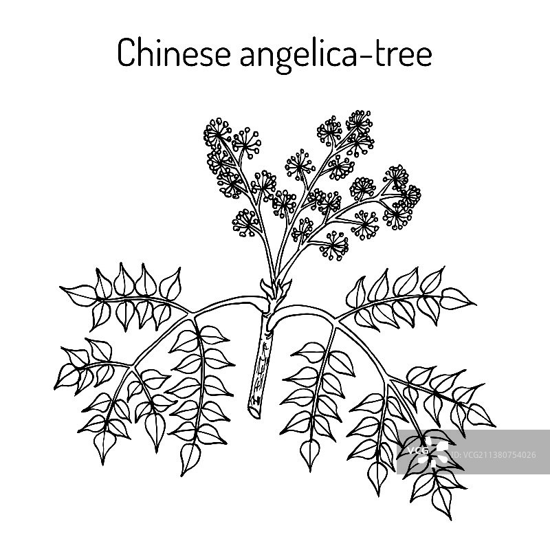 中  国  刺  老  鸦  药  材图片素材
