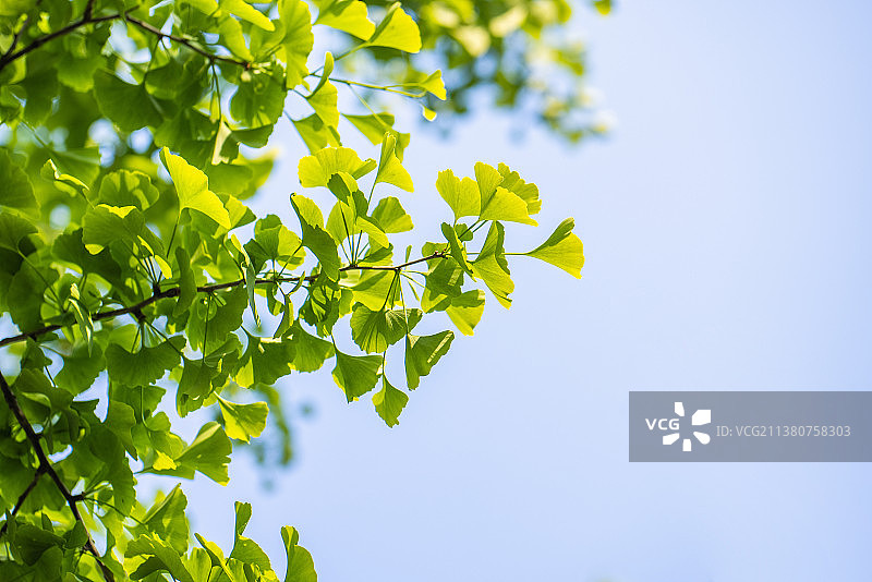 春天的银杏树叶子图片素材