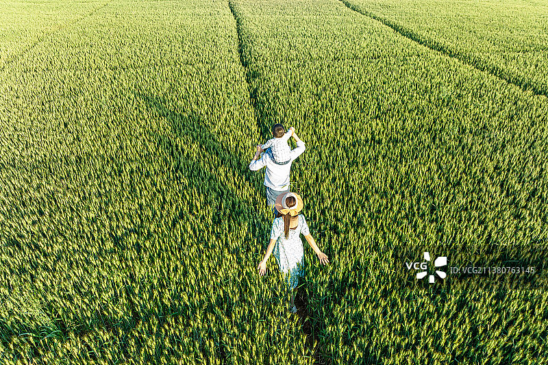 航拍幸福的一家人在绿色的麦田中图片素材