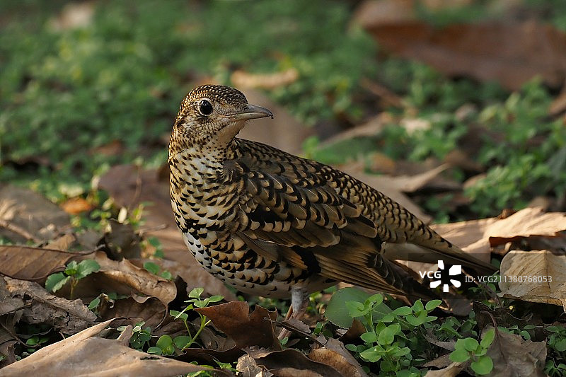 怀氏虎鸫图片素材