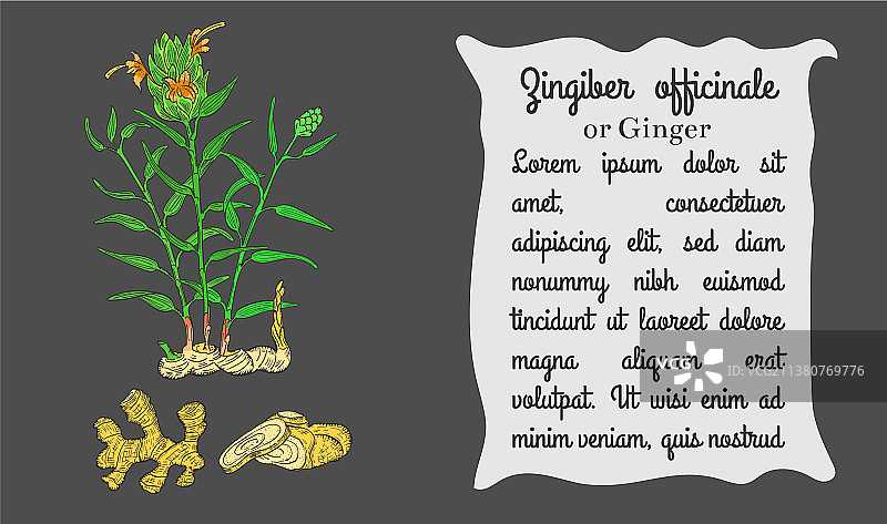 彩色姜花植物与根茎banner图片素材