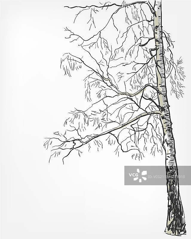 水彩白桦树背景素描图片素材