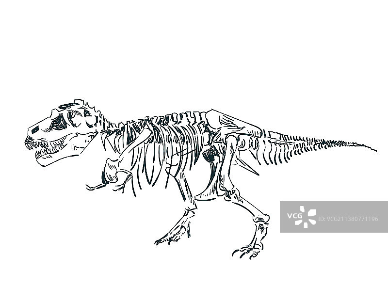 恐龙骨骼剪贴画草图图片素材