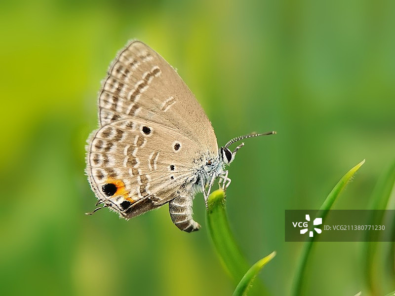 曲纹紫灰蝶（苏铁小灰蝶）图片素材