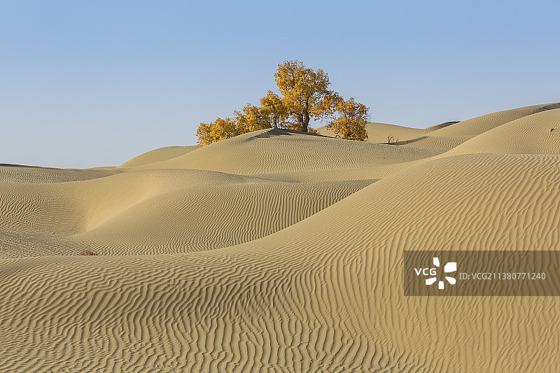 浩瀚沙漠与胡杨——新疆  巴音郭楞盟  轮台县图片素材