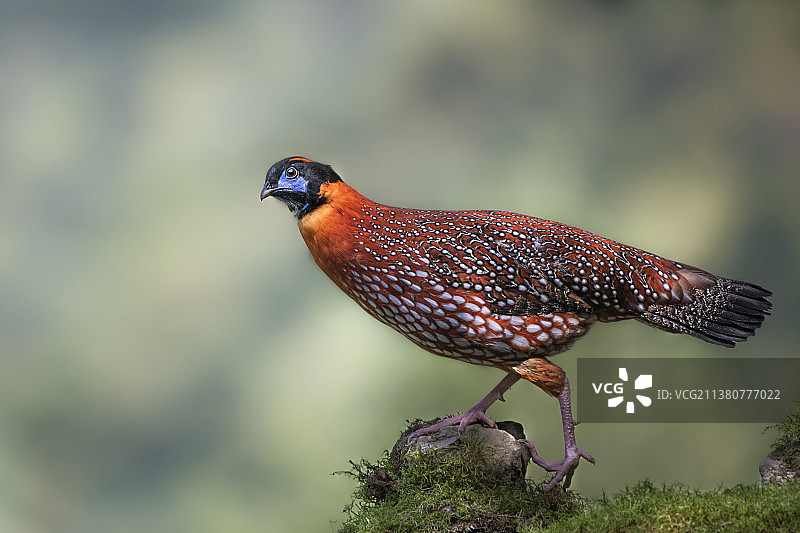 红腹角雉图片素材