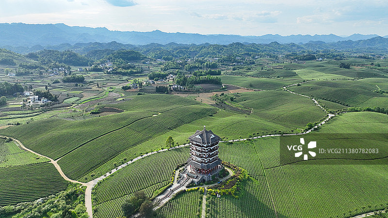 贵州省遵义市湄潭县“中国茶海”景区茶园风光图片素材