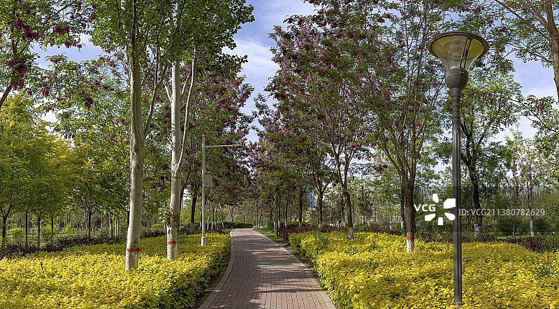 银川的夏天—宝湖公园槐花香图片素材