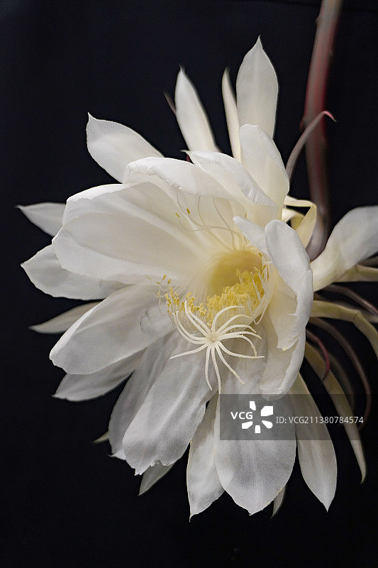 绽放的昙花特写图片素材