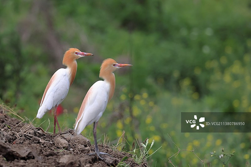 肩并肩图片素材