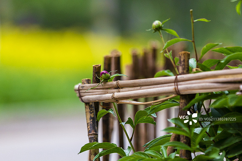 竹子篱笆特写镜头图片素材